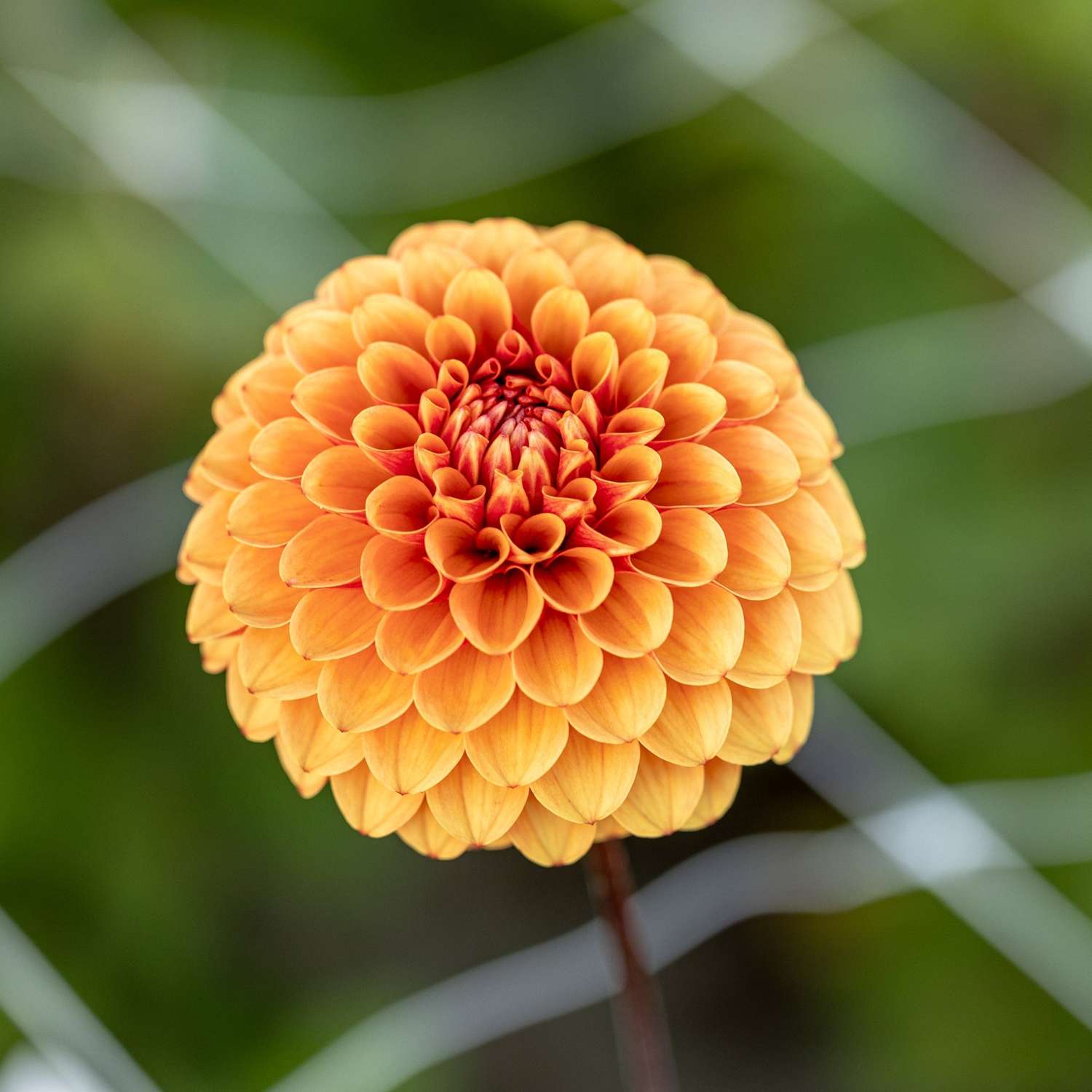 Dahlie 'Brown Sugar'